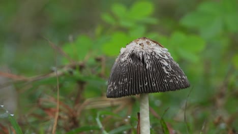 Mushroom---single---pond-area-