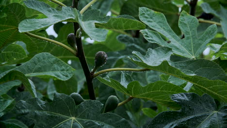 An-extreme-close-up-shot-of-a-fig-tree-and-its-fruit-during-a-heavy-rainfall