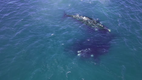 Southern-Right-whale-Eubalaena-australis-mating-aggregation-in-Atlantic,-aerial