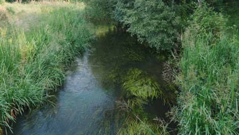 Landscape-with-small-forest-river,-creek-and-green-overgrown-shore