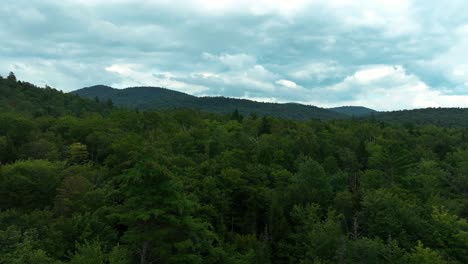 Wald-In-Den-Adirondack-Mountains-In-New-York