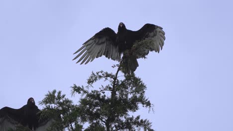 Turkey-Vulture-Spreading-its-Wings-at-Top-of-Tree-Grooming-and-Drying-Itself-After-Thunderstorm