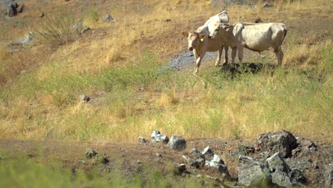 4k-cattle-grazing-hillside-in-the-hot-summer-heat