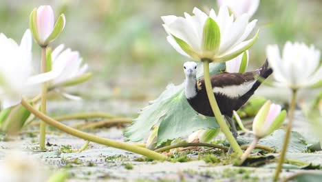 Pheasant-tailed-Jacana-With-Water-lily-Flowers