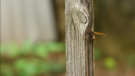 Asian,-Chinese-or-Japanese-paper-wasp-Crawls-on-Wooden-Pole-And-Flies-Away-in-Slow-Motion-Closeup