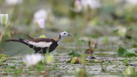 Pheasant-tailed-jacana-Feeding-in-water-lily-pond-in-Morning