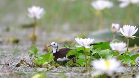Pheasant-Tailed-Jacana-Incubating-Eggs-in-Water-lily-Pond