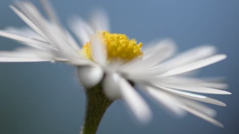 Close-up-of-a-daisy-flower-in-summer-sunshine-with-blue-sky