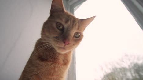 Ginger-cat-sniffs-and-looks-at-the-camera