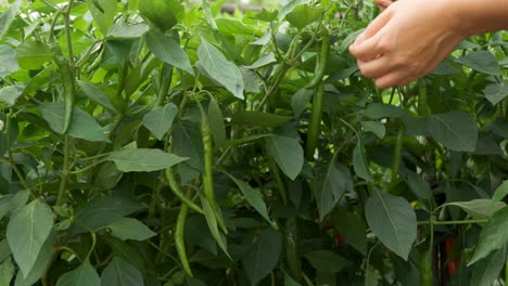 Farmer's-hand-collecting-long-green-chili-pepper-from-a-plantation---woman-plucks-peppers-off-Bushes-Plants