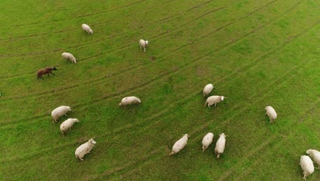 Sheeps-grazing-in-the-field