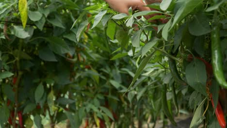 Farmer-Woman-Plucks-and-Collects-Long-Green-and-Red-Chili-Peppers-From-Bushes-at-Plantation---Close-up