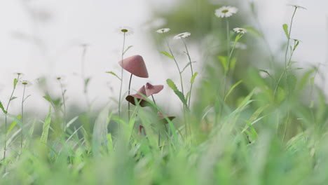 Magic-mushrooms-rising-from-the-ground-dancing