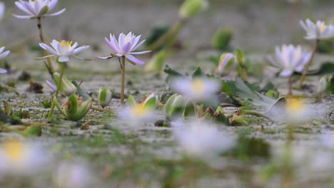 Water-lily-Flowers-in-Morning