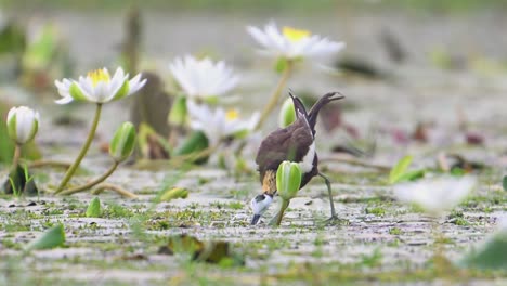 Pheasant-tailed-Jacana-Feeding-in-Water-lily-Flower-pond-in-Morning