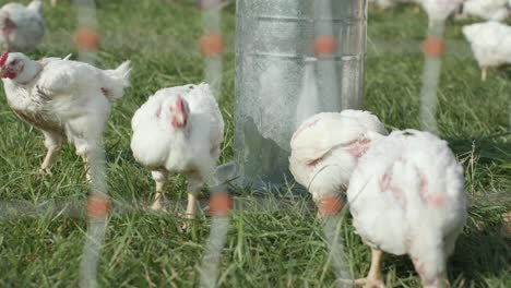 Witness-the-natural-charm-as-chickens-quench-their-thirst-by-drinking-water-from-a-can,-showcasing-their-delightful-farmyard-behavior