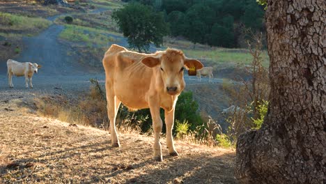 4k-Vaca-Solitaria-Bajo-Un-árbol-En-Un-Camino-De-Grava-De-Rancho