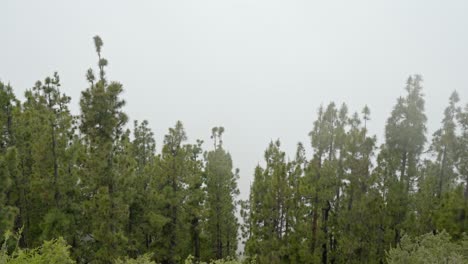 Bosque-De-Pinos-Con-Nubes-Y-Niebla