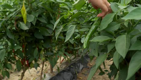 Farmer-Woman-Picking-Long-Chilli-Green-Peppers-in-Outdoor-Farm---Hands-Closeup