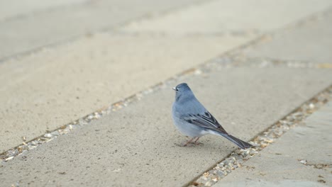 Tenerife-blue-chaffinch-on-concrete-road-at-Teide-National-Park