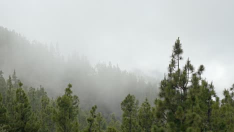 Bosque-De-Pinos-Con-Nubes-Moviéndose-Lentamente-En-La-Fría-Mañana