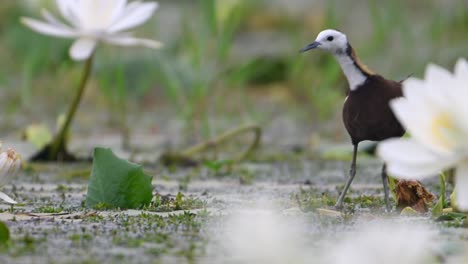 Pheasant-Tailed-Jacana-in-Water-lily-Pond