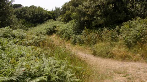 coastal-path-with-foliage-on-the-island-of-Saint-Agnes-at-the-Isles-of-Scilly