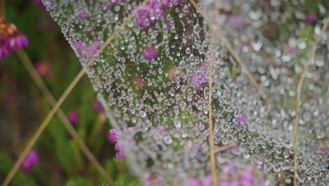 Macro-shot-of-a-wet-dew-over-some-pink-flowers