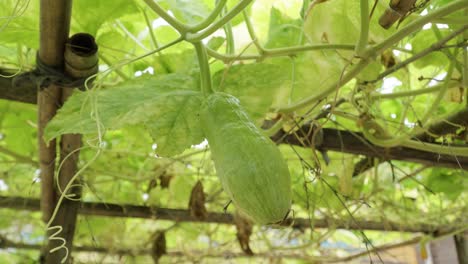Close-up-of-a-bush-of-green-zucchini-fruit-with-vines-growing-over-a-wooden-pergola-framework-in-the-garden-in-high-rise-on-linked-bamboo-sticks
