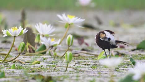 Pheasant-tailed-jacana-Cleaning-feathers-in-water-lily-flower-pond
