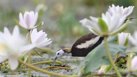 Pheasant-Tailed-Jacana-entering-in-the-Frame-of-water-Lily-Flowers
