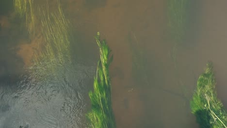 Long-grass,-algae-under-water-surface-sway-in-the-river-stream-in-sunlight,-top-down-view