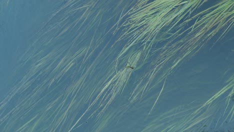 Long-grass,-algae-under-water-surface-sway-in-the-river-stream,-top-down-view