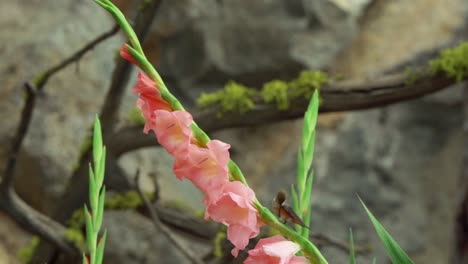 Hummingbird-feeding-at-a-pink-gladioulus