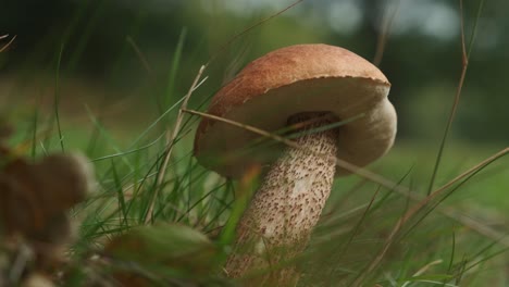 Edible-mushroom-leccinum-scabrum-in-forest,-close-up