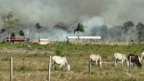 Rinder-Und-Waldbrände-Im-Hintergrund-Rauch-–-Ranches-Wirken-Sich-Auf-Die-Abholzung-Im-Amazonasgebiet-Aus