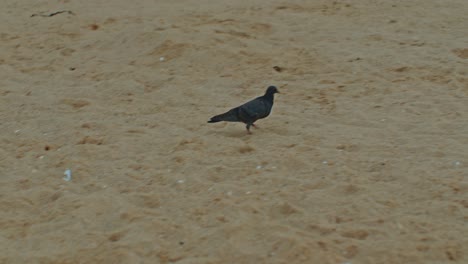 Black-pigeon-bird-running-on-the-beach-seashore-with-sand