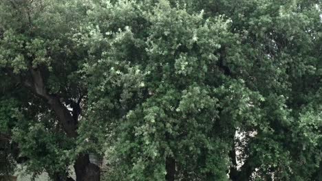 Regen-Strömt-Vor-Einem-Grünen-Wilden-Olivenbaum