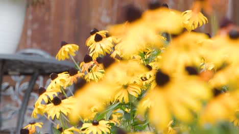 Bright-yellow-flowers-in-a-garden,-with-2-focus-pulls-for-transitions