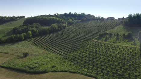 Typische-Italienische-Landschaft-Mit-Obstbäumen-Und-Weizen
