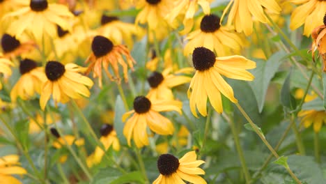 Yellow-flowers-in-a-bright-summer-garden