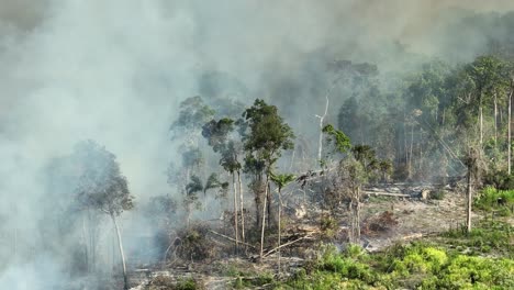 Aerial-paralaxis-view-of-wildlife-in-the-amazon-with-smoke-and-big-trees