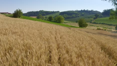 Italy,-wheat-field-with-meadow-and-fruit-trees-in-the-background