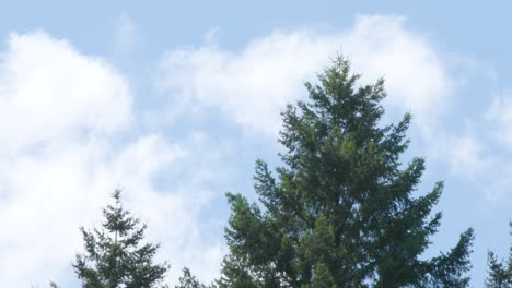 Eine-Leichte-Brise-Weht-Gegen-Einen-Baum,-Im-Hintergrund-Bewegen-Sich-Wolken