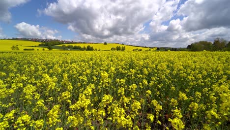Time-lapse-at-a-rape-field-in-summer-with-blue-sky-and-passing-clouds