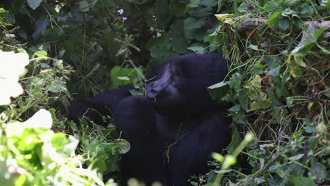 Una-Gran-Gorila-Hembra-Comiendo-Vides-Y-Hojas-Tranquilamente-En-El-Bosque-Impenetrable-De-Bwindi,-Uganda