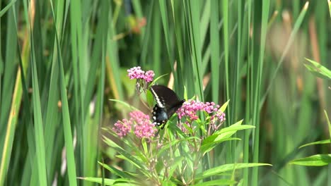 Schmetterling-Zwischen-Blumen-Und-Gras,-Faszinierende-Natur