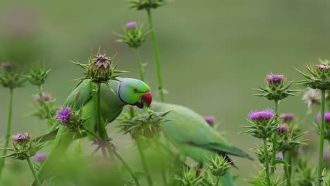 Rose-ringed-parakeets-Feeding-on-milk-thistle-Plant