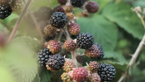 Picking-wild-blackberries-in-a-berry-bush-in-slow-motion-4K