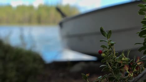 Rowing-boat-by-lake-on-shore-with-wild-berries-on-ground